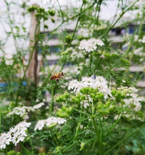 香菜的生长特点及开花情况解析（探秘香菜为何会开花）