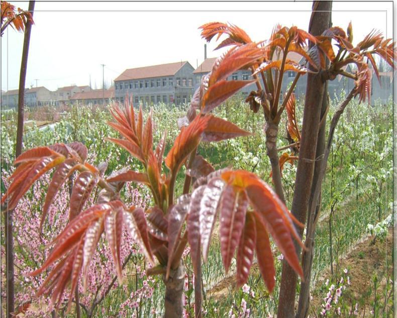 香椿树开花的寓意（探寻香椿树开花背后的象征意义）