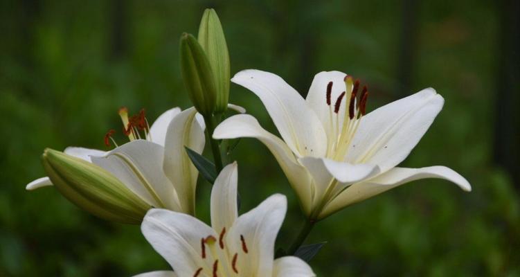 香槟百合的花语（传递喜悦的香槟百合花）