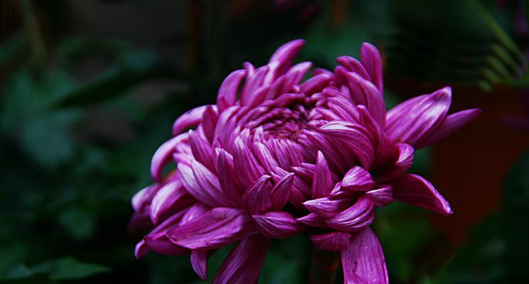 湘潭的市花菊花的象征与寓意（揭秘湘潭市花菊花的丰富内涵）