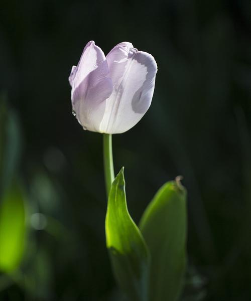 郁金香花语与寓意（美丽的郁金香）