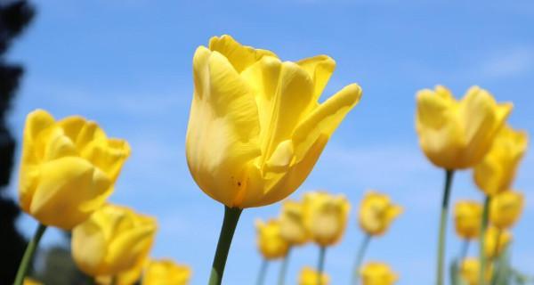 郁金香花语与寓意（美丽的郁金香）