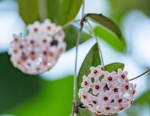 以心形球兰花语，传递爱与祝福（绿叶上的红心）