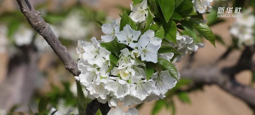 盛开的樱桃花探寻其花语之美（妖艳绽放的樱桃花）