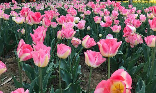 郁金香25朵花语（郁金香25朵花语之纯真）