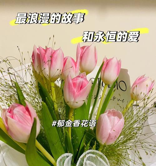 郁金香25朵花语（郁金香25朵花语之纯真）