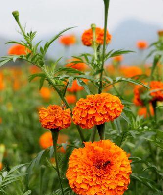 以重瓣菊花的花语和象征（探索重瓣菊花的美丽内涵及象征意义）