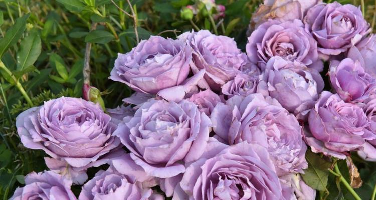 紫色月季花语-神秘浪漫，传递深情（探索紫色月季的花语）