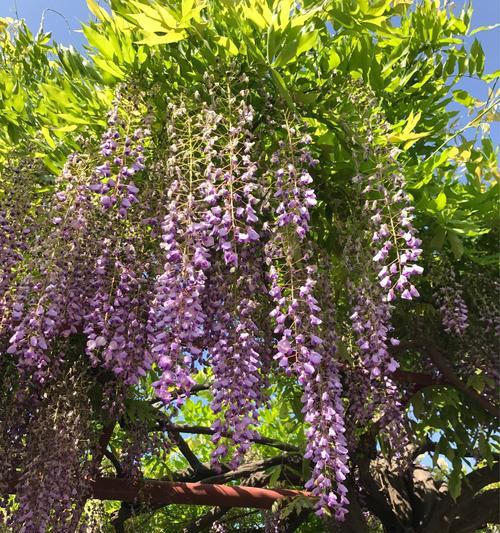 紫藤花的花语——寄托爱意的媒介（花开心香）