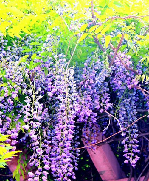 紫藤花的花语与香味（探秘紫藤花的神秘语言与迷人香气）