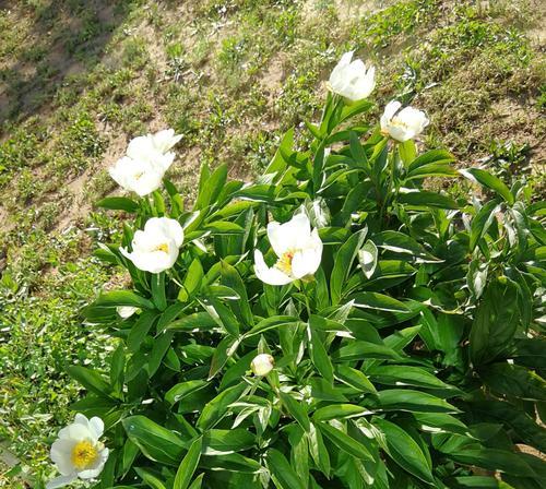 白芍花的花语和传说（探秘白芍花的神秘花语与古老传说）