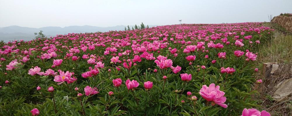 白芍花的花语和传说（探秘白芍花的神秘花语与古老传说）