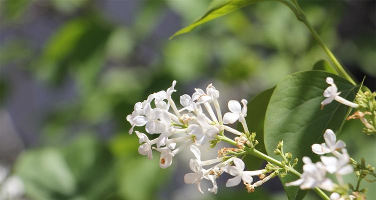 丁香的意义与价值（丁香花的美丽与香气）