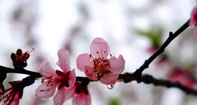 观音菩萨的种类与寓意（探索观音菩萨的形态和意义）