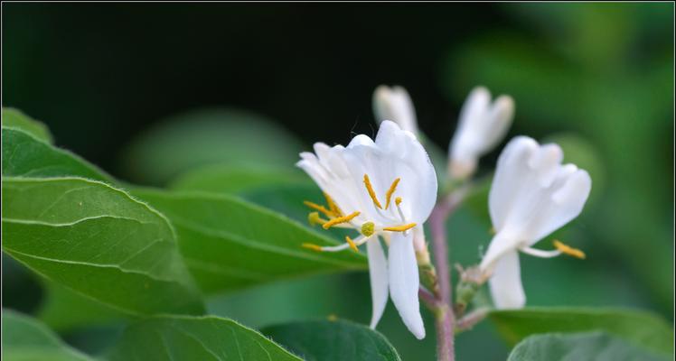 花草笑语（以花草忽地笑的传说与含义）