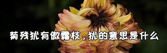 傲霜枝——寻找坚强的勇气（以菊残犹有傲霜枝）