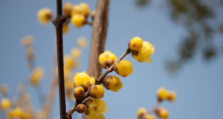 腊梅花语（探秘腊梅花语的深意）