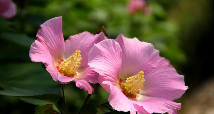 木芙蓉的花语与意义（美丽花朵的芬芳之语）