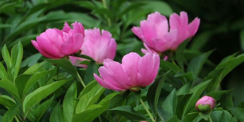 芍药花的花语与寓意（探索芍药花的花语和寓意）