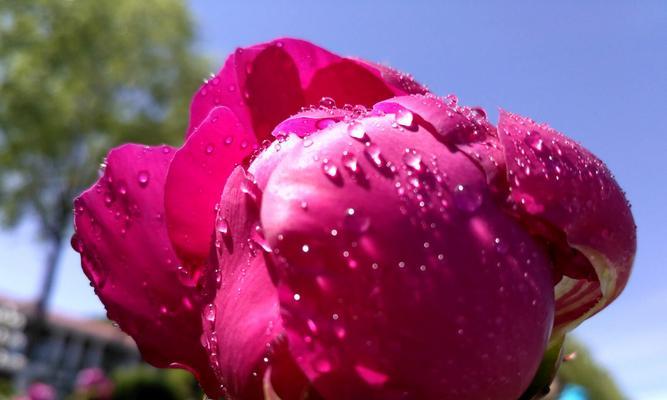 芍药花的花语与寓意（探索芍药花的花语和寓意）