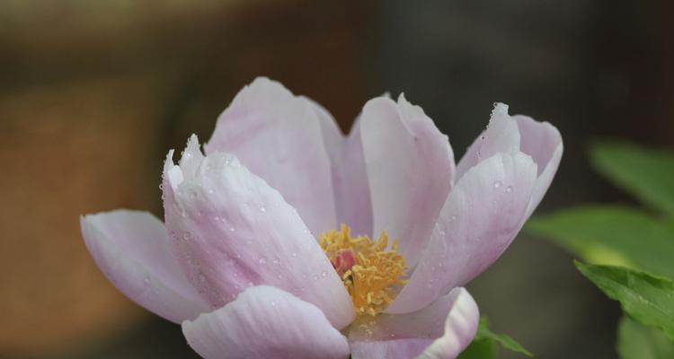 芍药花的花语与寓意（探索芍药花的花语和寓意）