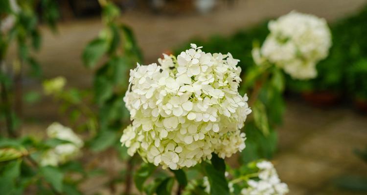 八仙花（八仙花的花语与美丽传说）