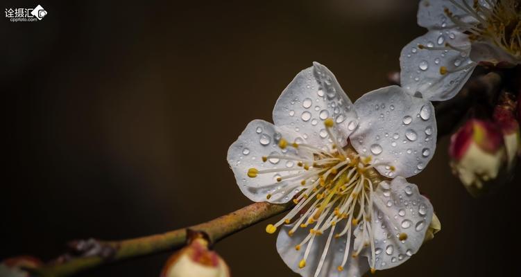 白梅花之语——诗意与美丽的象征（绽放清香）