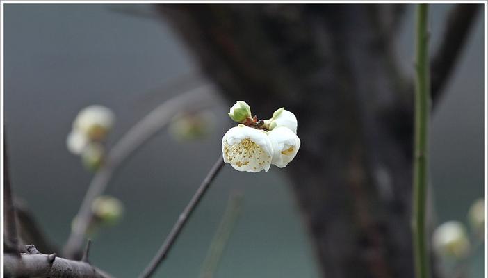 白梅花之语——诗意与美丽的象征（绽放清香）