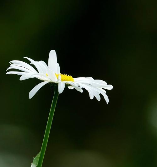 白色雏菊花花语（带你了解白色雏菊的深意）