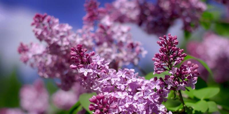 白色紫丁香花语（品味四季芬芳的爱恋与期盼）