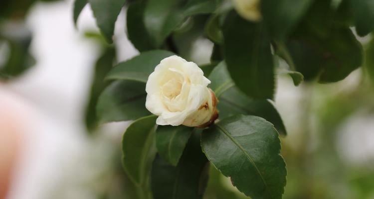 茶梅花语的深意（茶梅花语中的情感与寓意）