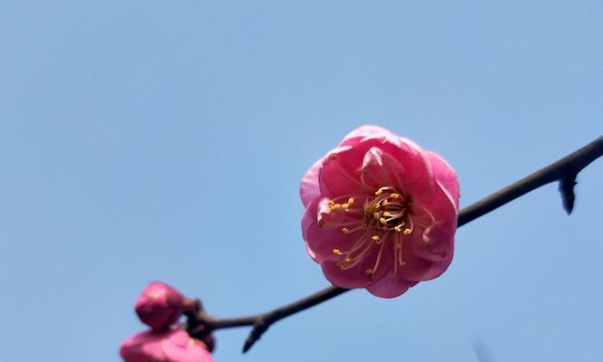 冬天梅花的神奇之美（傲雪凌寒的梅花魅力）