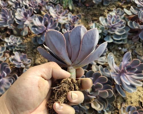 多肉紫丁香的花语与寓意（繁花似锦）