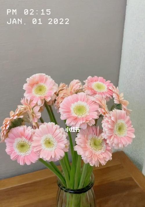 揭秘非洲菊花语与风水（非洲菊花语传递吉祥与祝福）