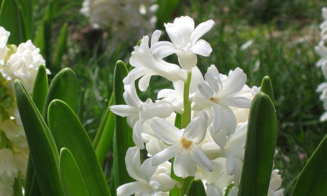 风信子的花语与象征（探寻风信子花语的隐含意义）