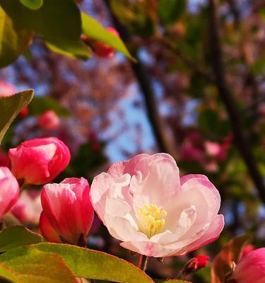 观叶海棠的花语与意义（解读观叶海棠的花语）