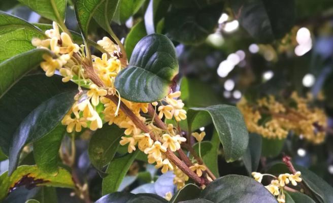 桂花的花语与含义（探寻桂花背后的美丽秘密）