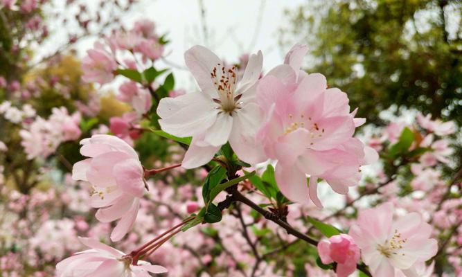 海棠花的美丽与深意（婉约高贵）