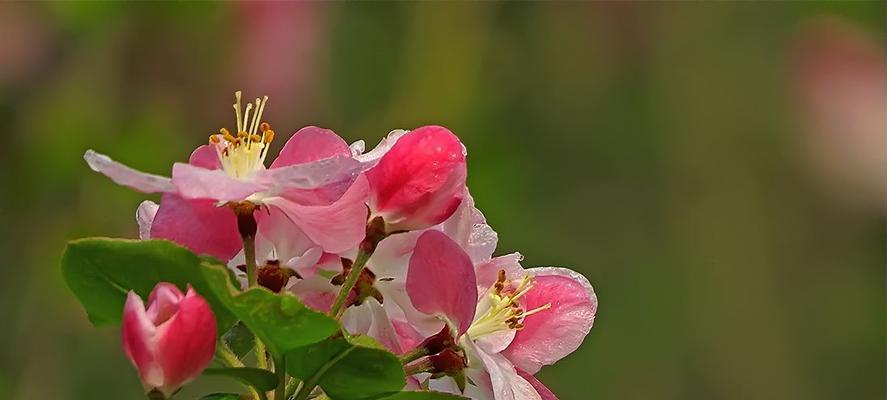 海棠花的花语——静美与坚强（唤醒心灵的红色誓言）