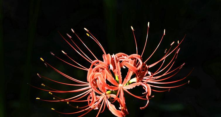 黑色风信子花语的深意（探秘黑色风信子的意义与传说）