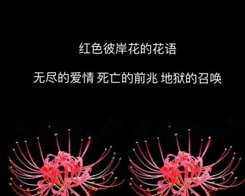 黑色风信子花语的深意（探秘黑色风信子的意义与传说）