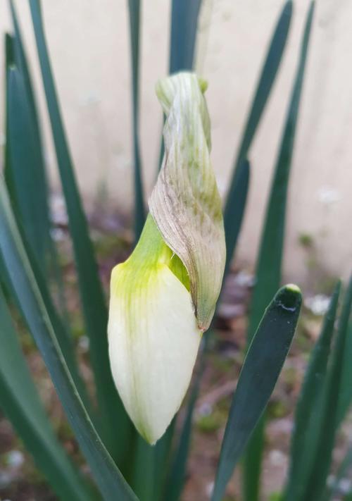 红口水仙花语的神秘之美（揭开红口水仙花语的传奇故事）