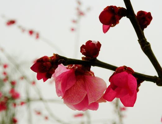 红梅花花语及其意义（春意盎然的花朵）