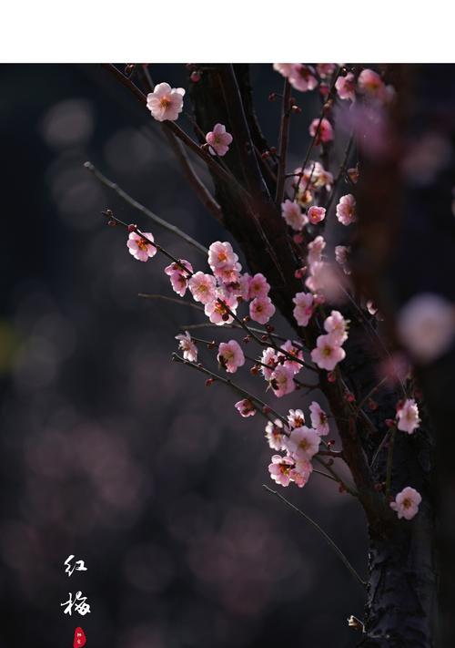 红梅花花语及其意义（春意盎然的花朵）