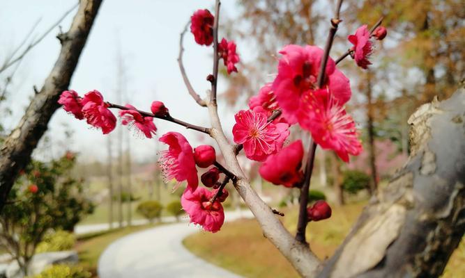 红梅花花语及其意义（春意盎然的花朵）