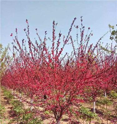 红叶碧桃，花开芳华（探寻红叶碧桃的花语之美）