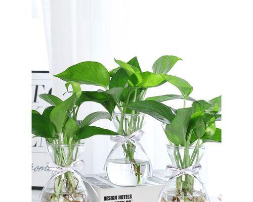 选择长花瓶种植盆栽的完美指南（挑选适合长花瓶的植物）