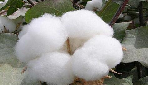 长绒棉的生长条件和特性（了解长绒棉的关键因素及栽培技术）