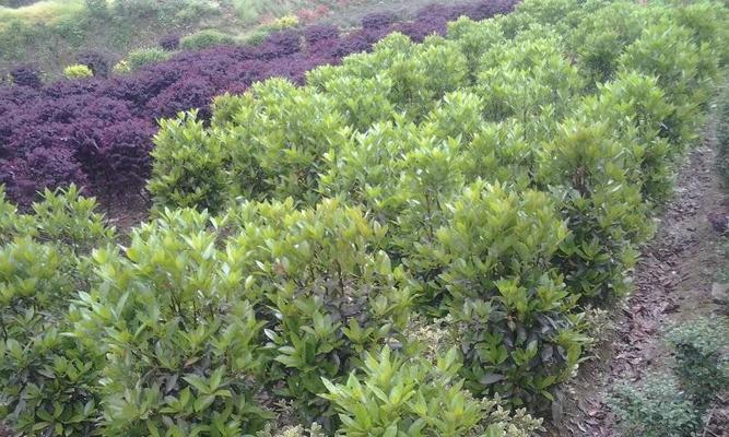 长沙市适合种植的树种推荐（探究长沙市的气候环境与土壤条件）