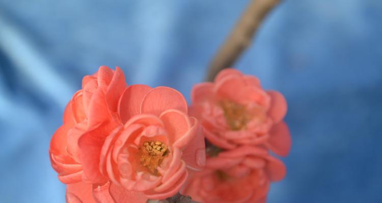 长寿冠海棠花的花色与花语（浅谈长寿冠海棠花的颜色与寓意）